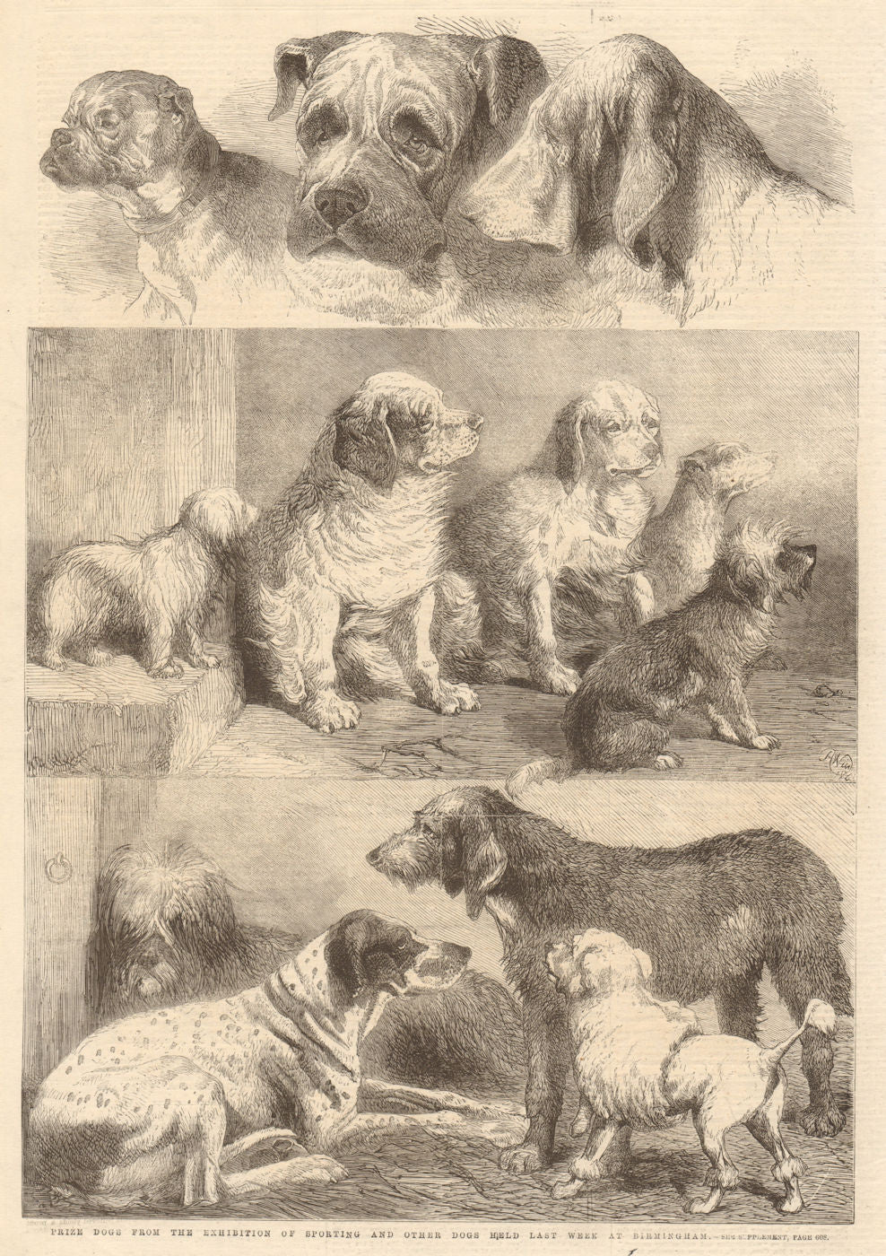Prize dogs in the exhibition of sporting & other dogs, Birmingham 1861 print